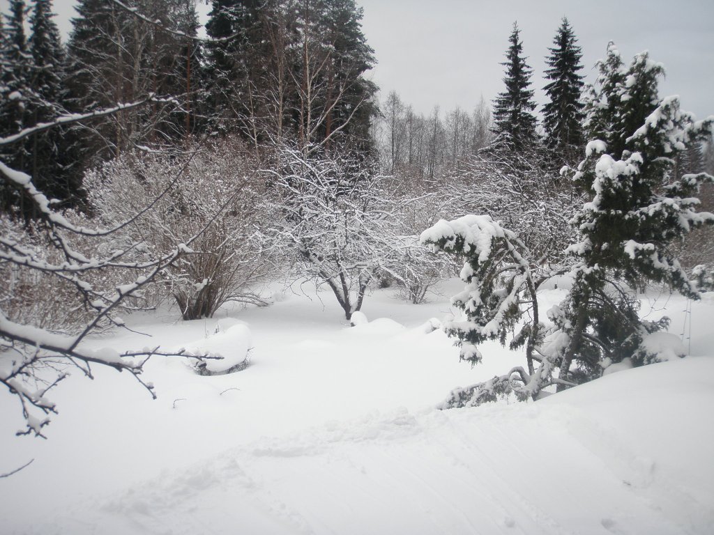 Back yard.JPG
