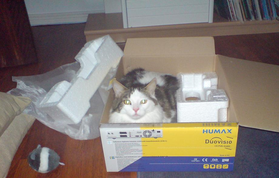cat in the box.JPG