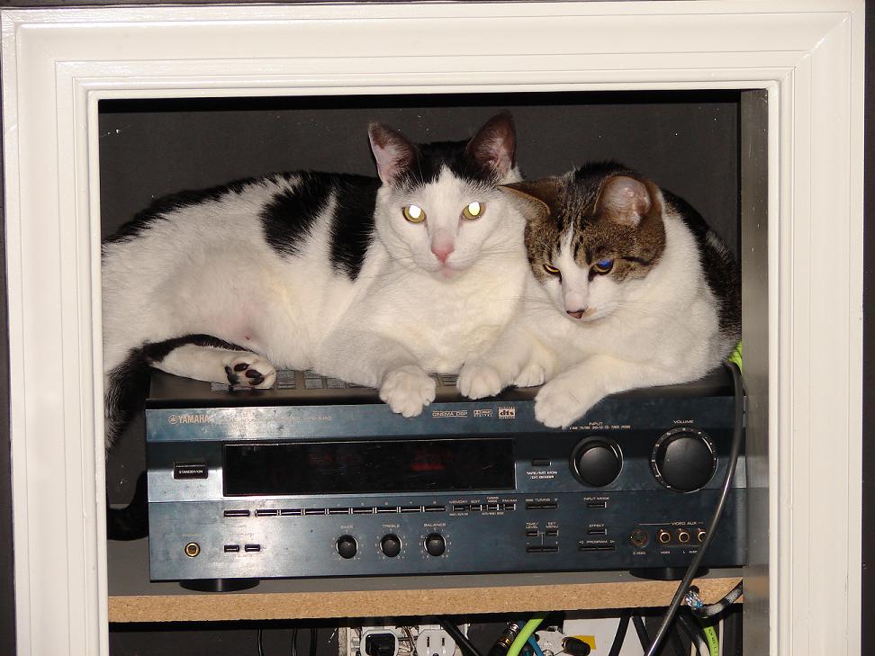 damn cats.jpg