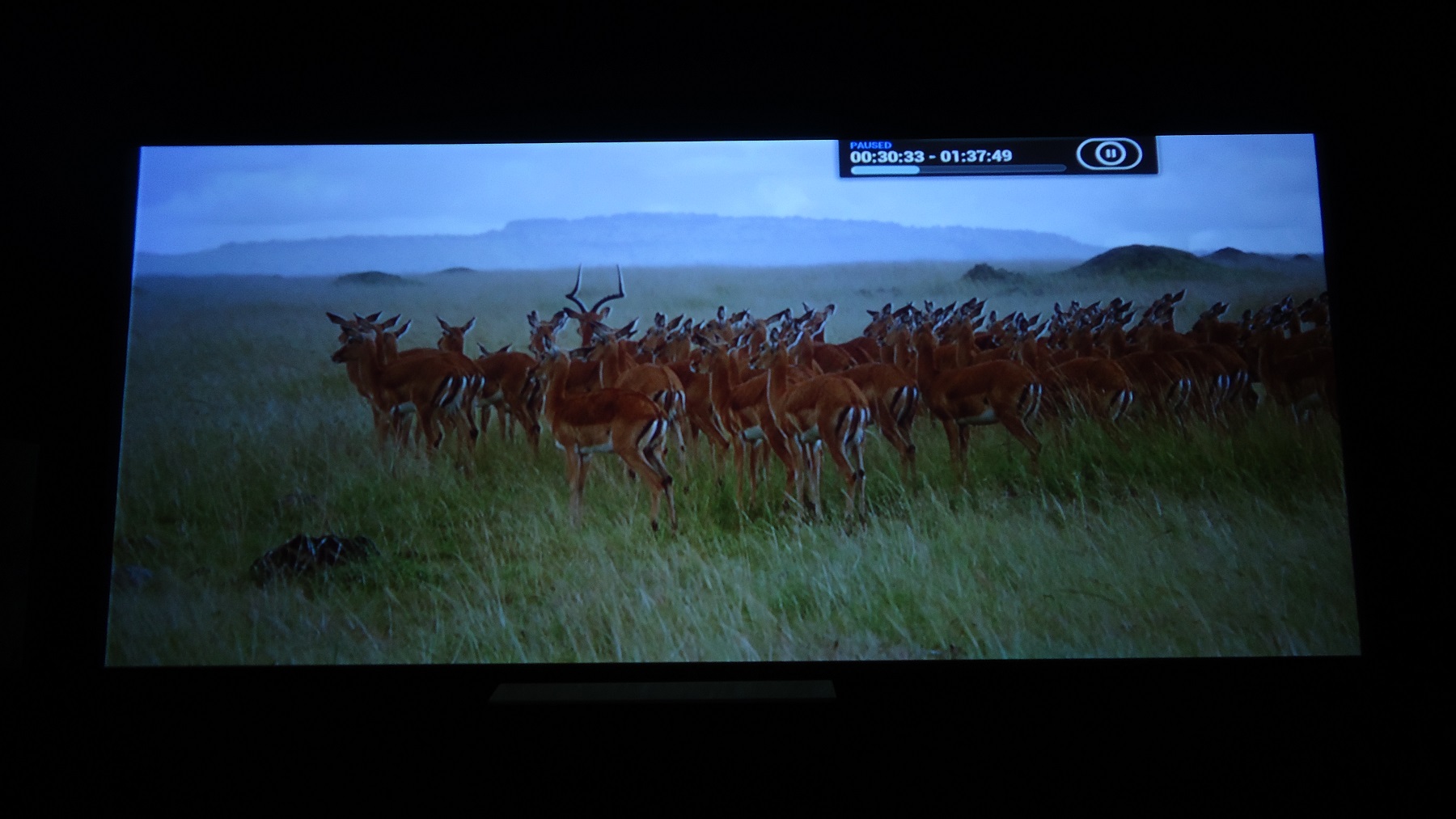 Deers.jpg