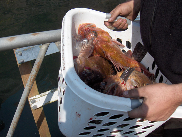 fish.jpg