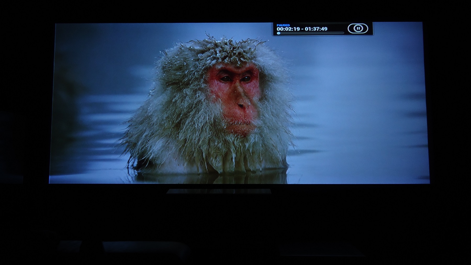 Japanese monkey.jpg