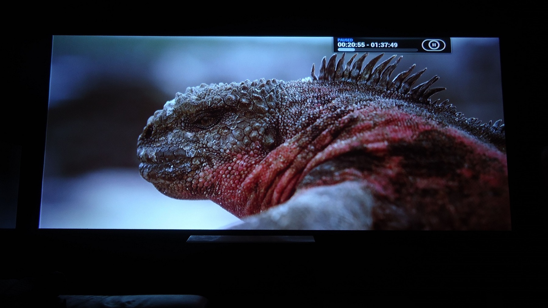 Lizzard.jpg