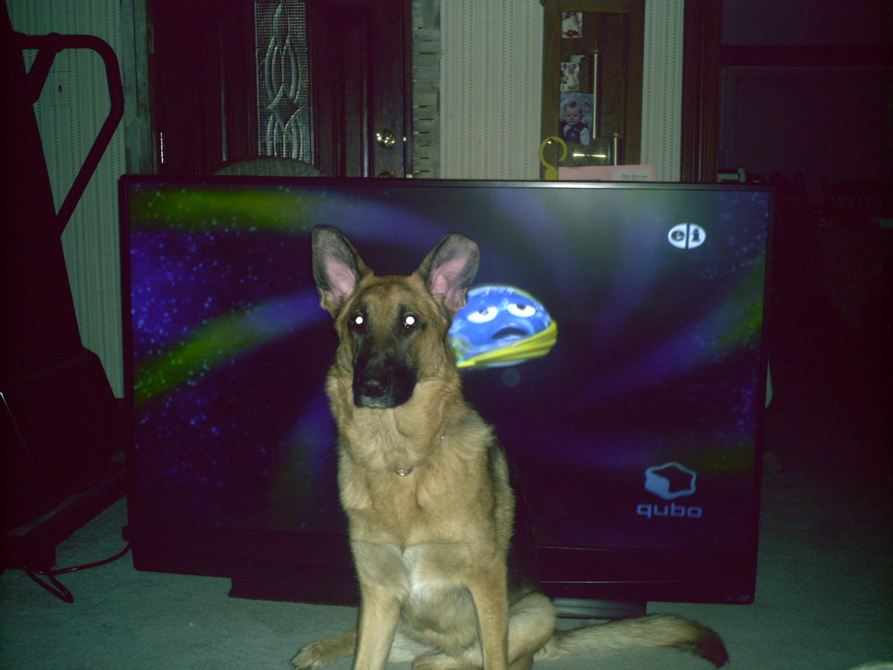 new tv and our dog.JPG