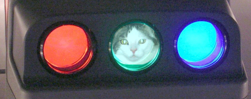 pjCat.gif