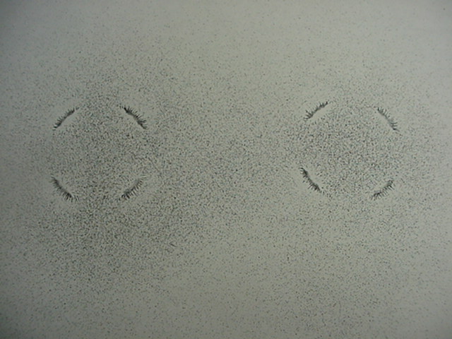 ring1.jpg
